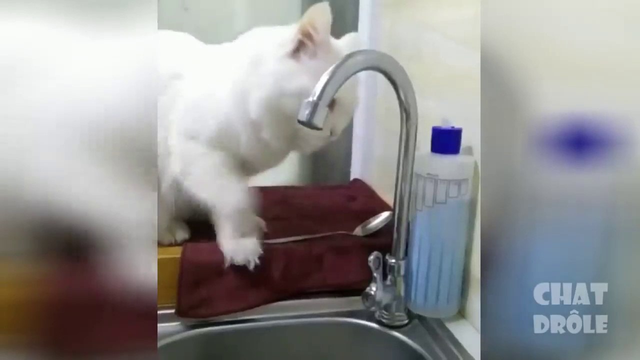 Essayer De Ne Pas Rire  Vidéo De Chat À Mourir De Rire