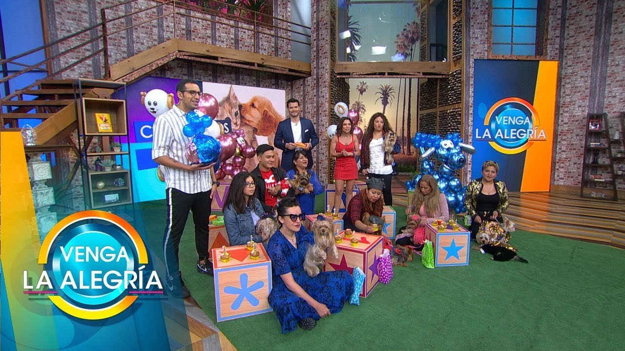 ¡FIESTA PERRONA! Los perros continúan celebrando a lo grande su día. | Venga La Alegría