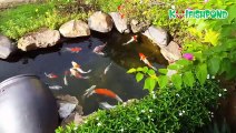 Mini koi pond garden - Hồ cá Koi mini đẹp