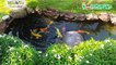 Beautiful backyard koi pond - Hồ ca koi mini tự làm tại nhà