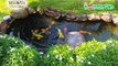Beautiful backyard koi pond - Hồ ca koi mini tự làm tại nhà