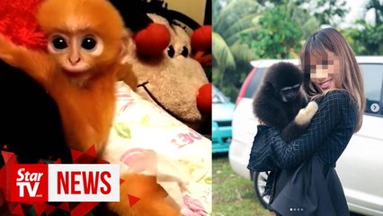 Celebs on Instagram fueling wildlife trade