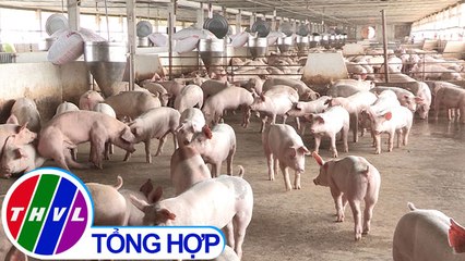 THVL | Phóng sự: Chăn nuôi heo trước cuộc khủng hoảng chưa từng có