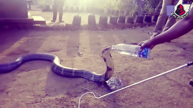 মানুষের সাহায্যে এই প্রাণী গুলি আবার তাদের জীবন ফিরে পেল || Animal Rescues By Humans