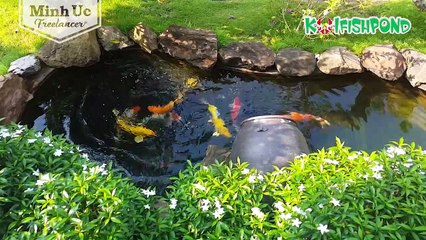 Hồ cá Koi mini ngoài trời tự làm tại nhà - Nước trong như suối