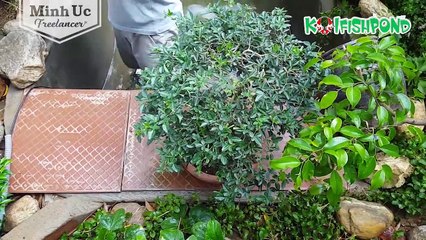 Cách làm hồ cá Koi phần 2: Bố trí bộ lọc hiệu quả [How to build a Koi fish pond]
