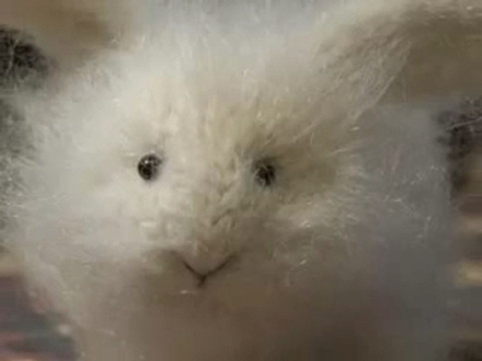 FLUFFY THE DUST BUNNY