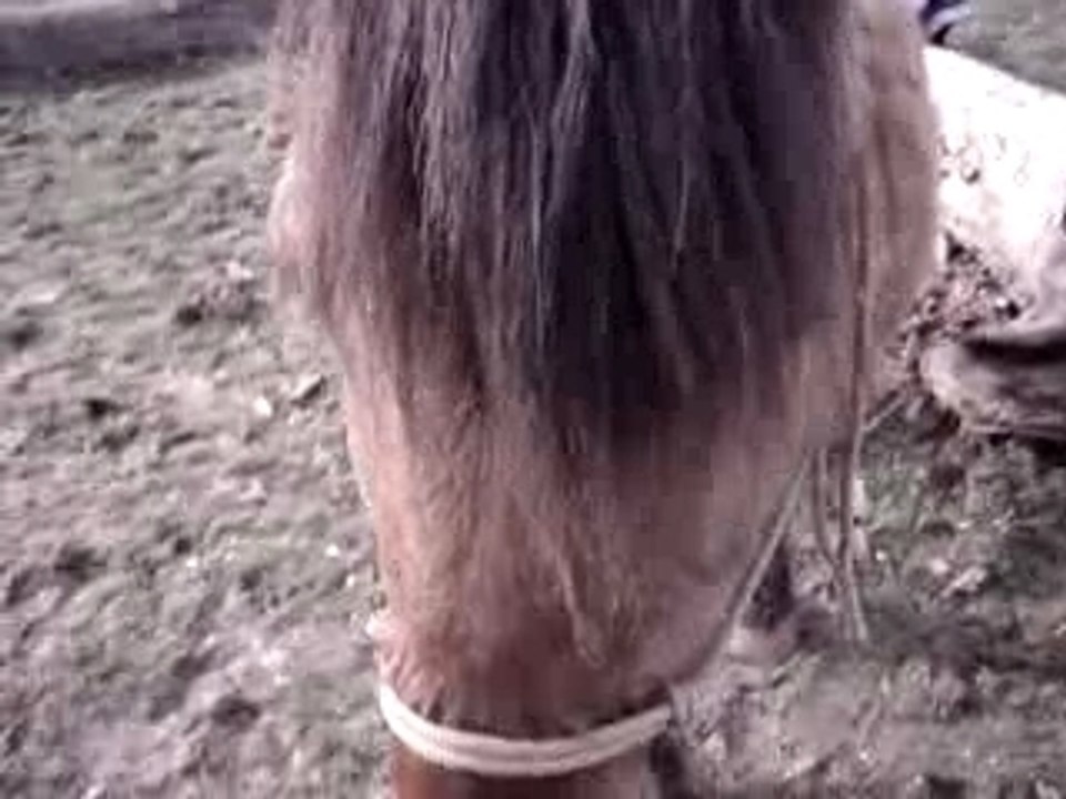 Video Jericho