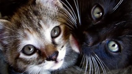 가평출장안마 -후불100%ョOiOc7362c3210｛카톡VR91｝ 가평전지역출장안마 가평오피걸 가평출장마사지 가평안마 가평출장마사지 가평콜걸샵♪∀