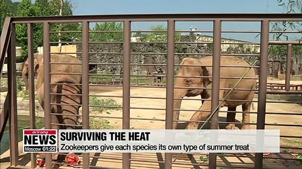 Seoul Zoo comes up with ideas to make sure its animals stay healthy during summer