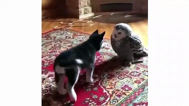 Funny and cute husky puppies compilation #1 - Husky dogs talking and playing