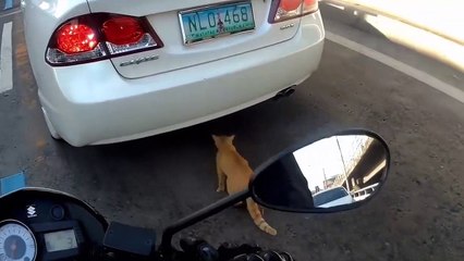 Animals Vs Bikers \ Dog vs Motorbike!