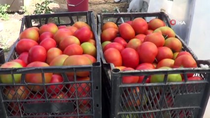 Iğdır'da domates hasadı başladı