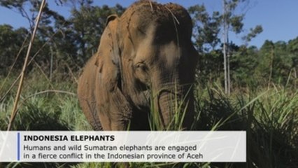 Tame elephants mediate between humans, wild elephants in Indonesia's Aceh