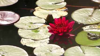 Jardin - La punk attitude au jardin