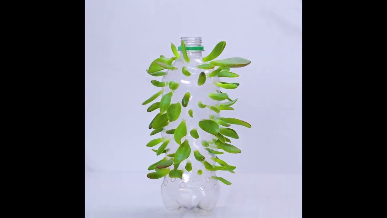 We're Rooting for These 12 Clever Plant Hacks! _ DIY Gardening and Plant Tips by