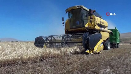 Buğdayın atası olarak bilinen siyez buğdayında hasat sevinci