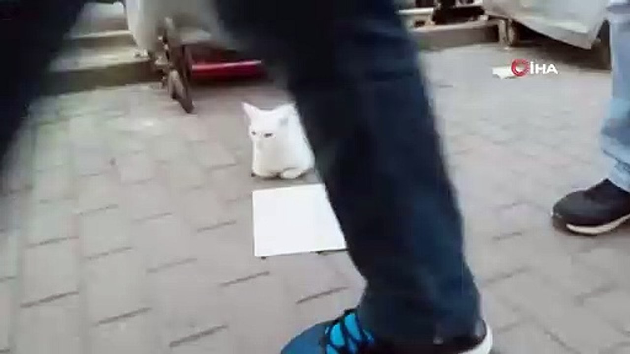 Dilenci Kedi Tekir, Doğacak Yavruları İçin Pank...