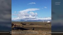 El misterioso caso de las 50 ballenas encontradas muertas en las costas de Islandia