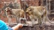 Families of monkeys admire themselves after being handed mirrors in Thailand's Lopburi