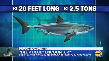 Once-in-a-lifetime great white shark experience caught on tape