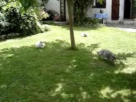 MOV07964jeux de chatons persans