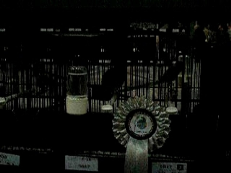 Mondiale 2008 001