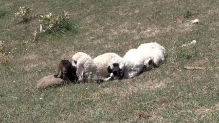 Yaylalarda beslenen kurbanlıklar pazara iniyor