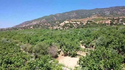 Sezonun ilk inciri hasat edildi