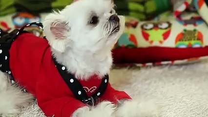 성북출장안마 -후불100%ョØ1ØA8109A5900｛카톡GD825｝ 성북전지역출장안마 성북오피걸 성북출장마사지 성북안마 성북출장마사지 성북콜걸샵◐▤▥