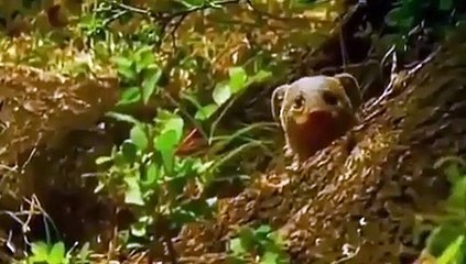 Un phacochère attaque une lionne et la fait fuir. A voir !