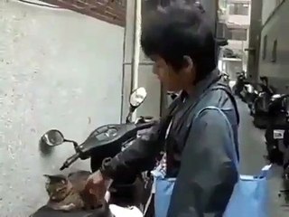 Lorsqu'un chat fatigué refuse de se lever du scooter d'un motard. Adorable !