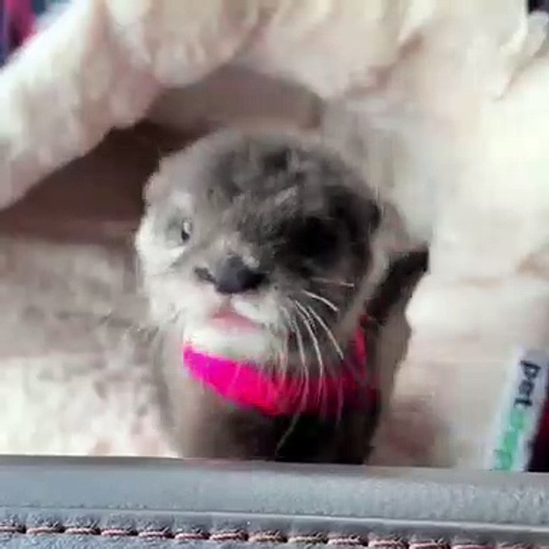 Ce Bebe Loutre N A Pas De Nom Mais Il Est Trop Beau Video Dailymotion