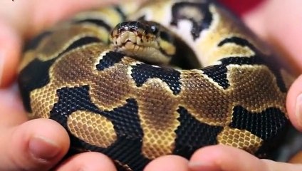 서귀포출장타이 O7OW7301W9649｛카톡CS69｝ぱ서귀포출장안@마ぱ서귀포출장샵ぱ서귀포출장맛사지 ぱ서귀포출장걸썰 서귀포출장걸가격 서귀포출장러시아 서귀포외국인후불출장업소 서귀포24시출장마사지샵'예약ノハバ