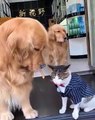 Quand un gentil chien partage son goûter avec un chat. Trop cute !