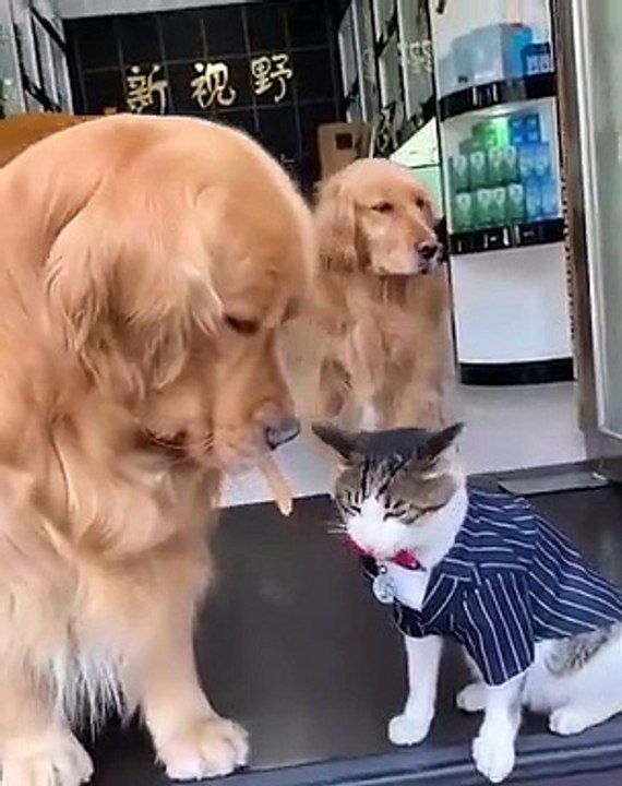 Quand un gentil chien partage son goûter avec un chat. Trop cute !