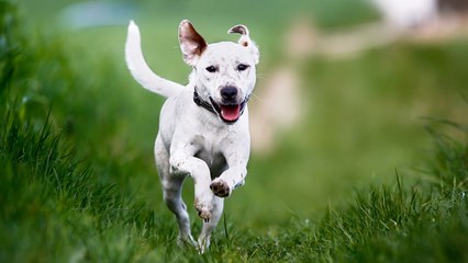 Perros que son unos auténticos héroes