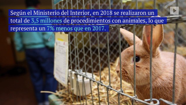 Reino Unidos: las pruebas animales se encuentran en su nivel más bajo en los últimos 10 años