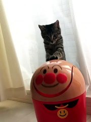Cat Plays With Spinning Garbage Can Lid