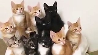 Adorable Synchronized Kittens Can't Take Their Eyes Off the Prize