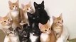 Adorable Synchronized Kittens Can't Take Their Eyes Off the Prize