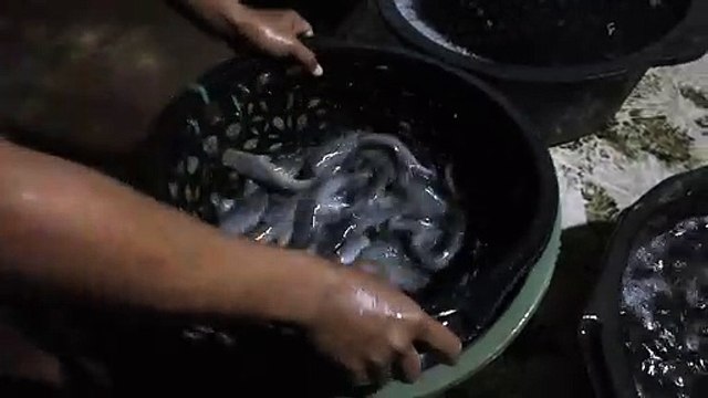 Panen ikan lele mutiara - fishes in buckets from indonesia........fisherman?
