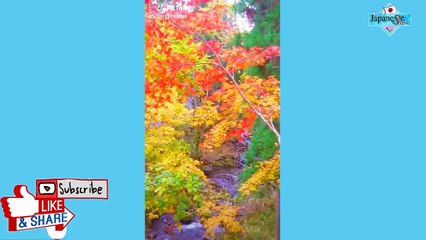 [ Japan Tik Tok ] I love Japanese Style #81