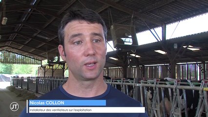 Canicule : des brumisateurs aussi pour les vaches