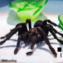 Alista tu paladar: este museo exhibe la comida más repugnante del mundo