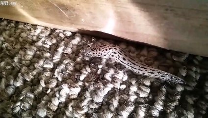 Cette limace avale une araignée au ralenti !