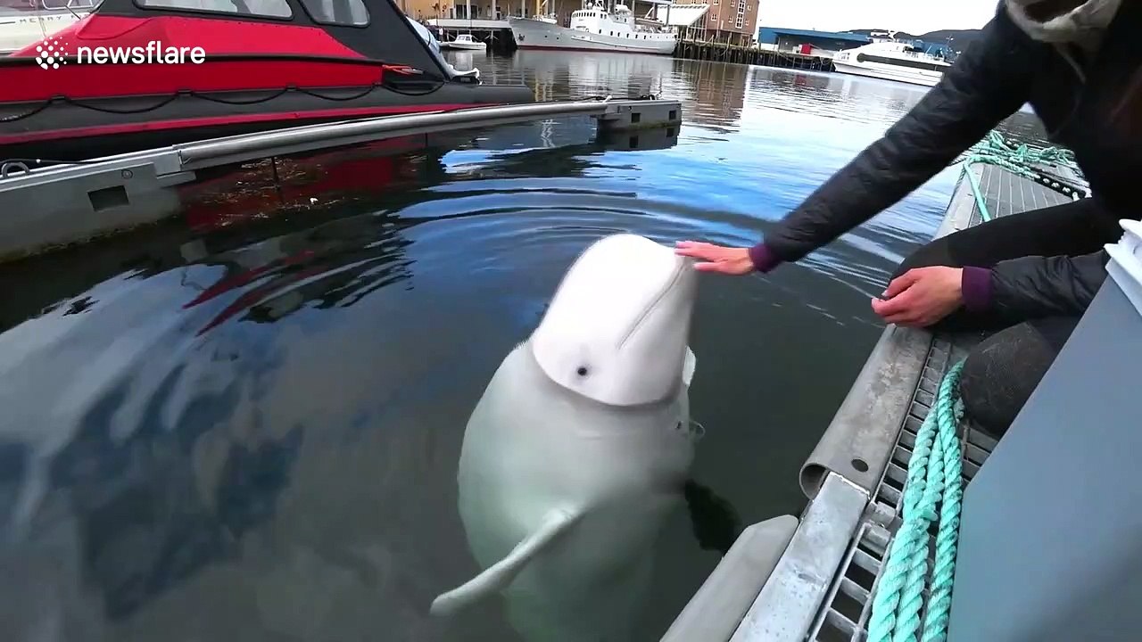There is a celebrity in town! 'Russian spy' whale settles down in Norwegian neighbourhood