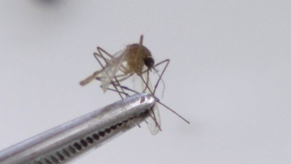 전국에 일본뇌염 경보 발령...예방접종과 모기기피제 사용해야 / YTN