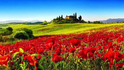 How to Grow and Care for POPPY flowers - Gardening at Home