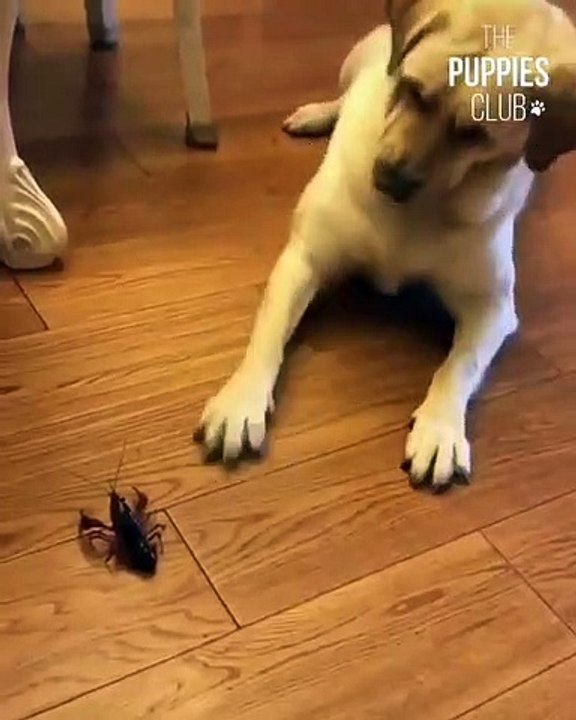 Quand une chienne voit un insecte pour la première fois. Sa réaction est trop drôle !